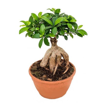 Ficus Ginseng Bonsai 